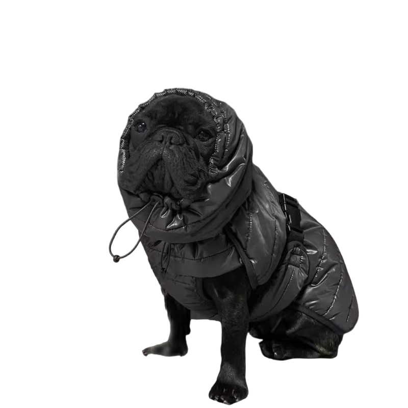 Winter Clothing In French - Carlin chien manteau veste hiver bouledogue
