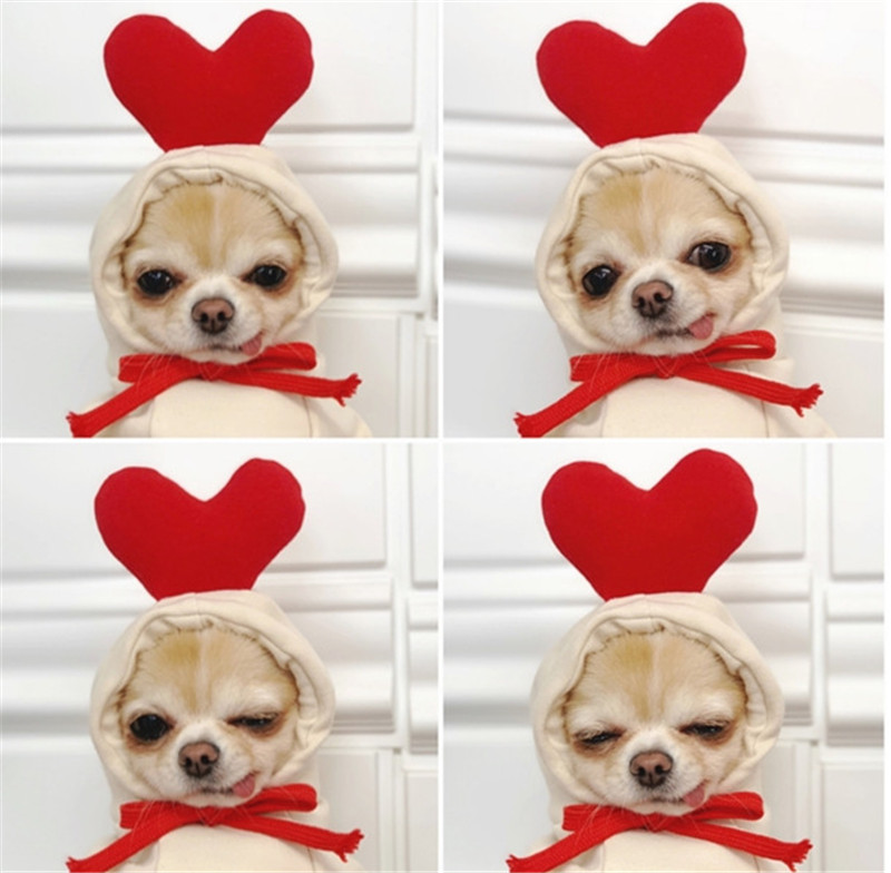 Winter Clothing In French - Vêtements d'hiver pour animaux de compagnie,