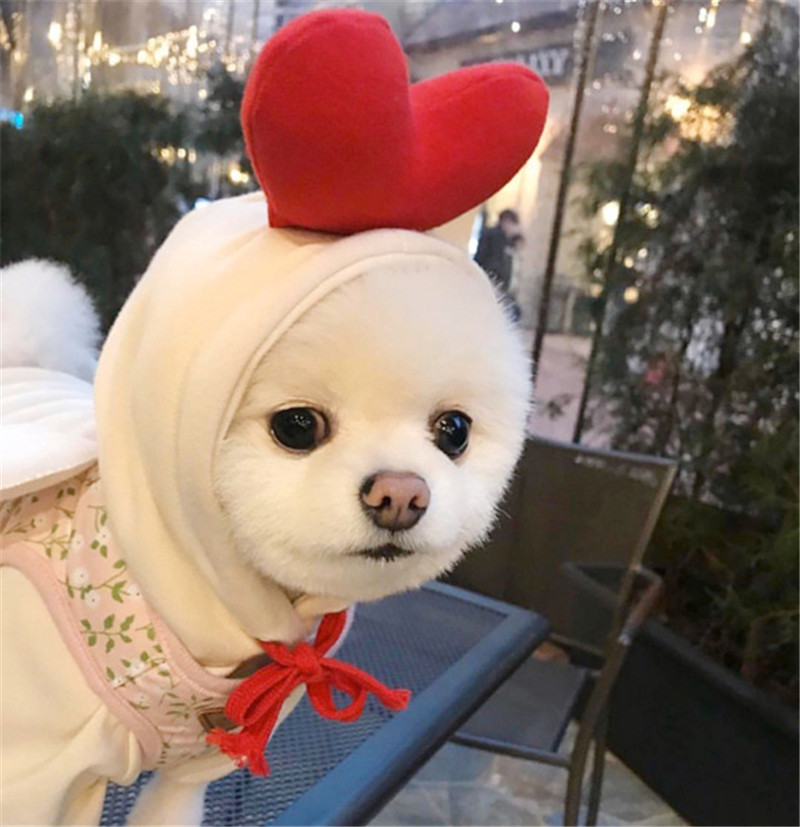 Vêtements d'hiver pour animaux - Winter Clothing In French avis et prix